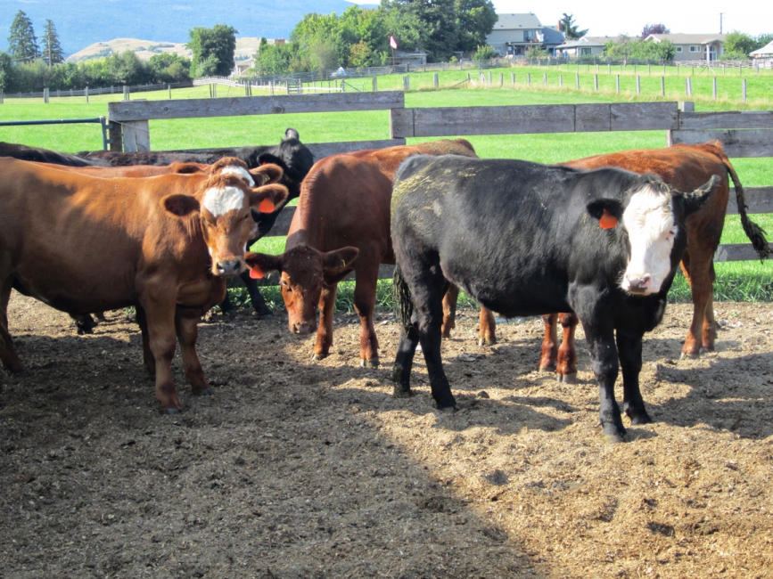 BC Livestock Sale Image