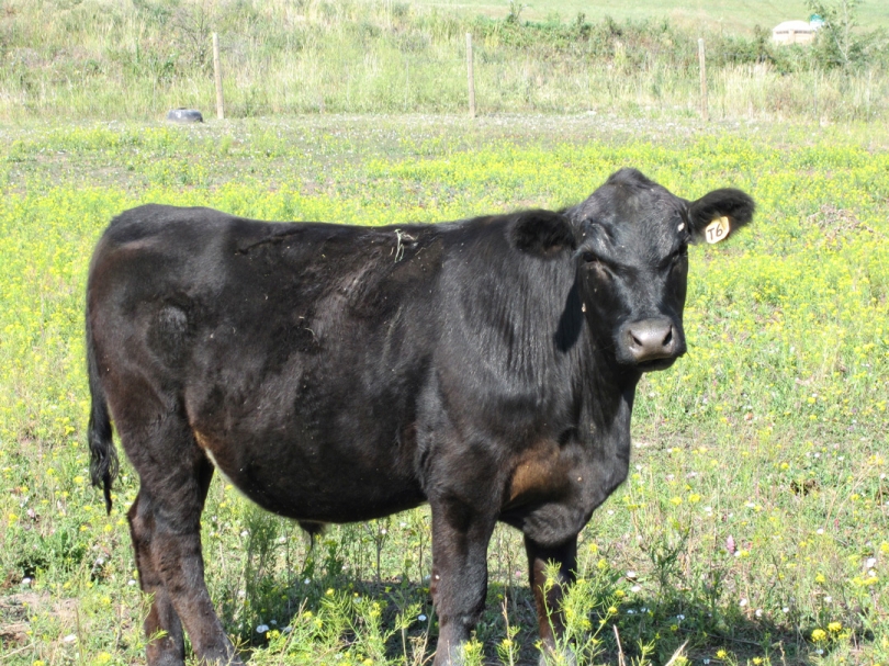 BC Livestock Sale Image