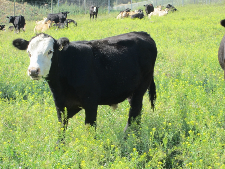 BC Livestock Sale Image