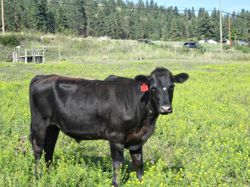BC Livestock Sale Image