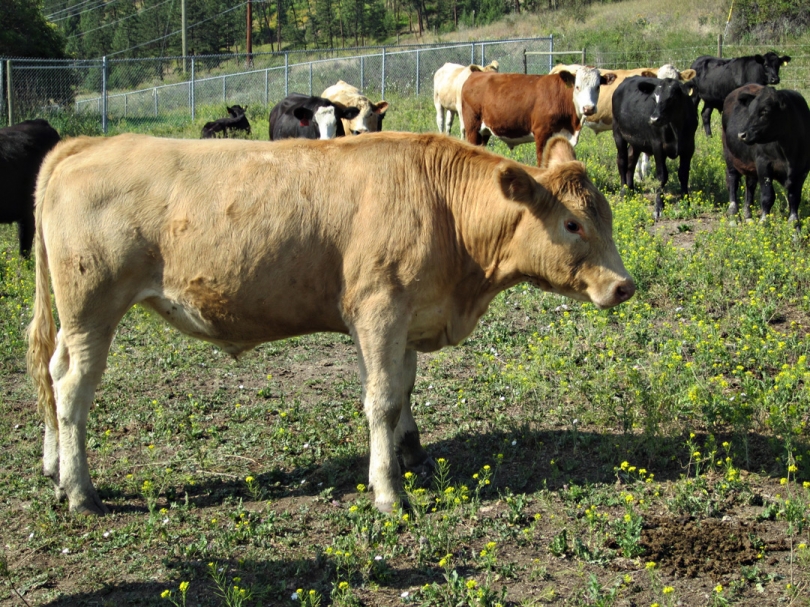 BC Livestock Sale Image