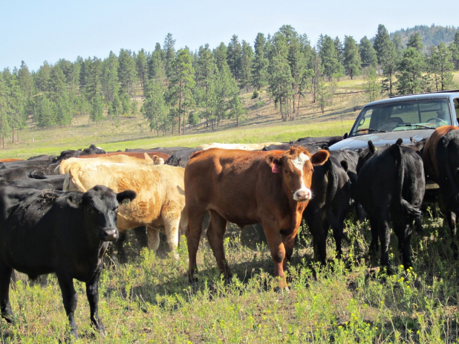 BC Livestock Sale Image