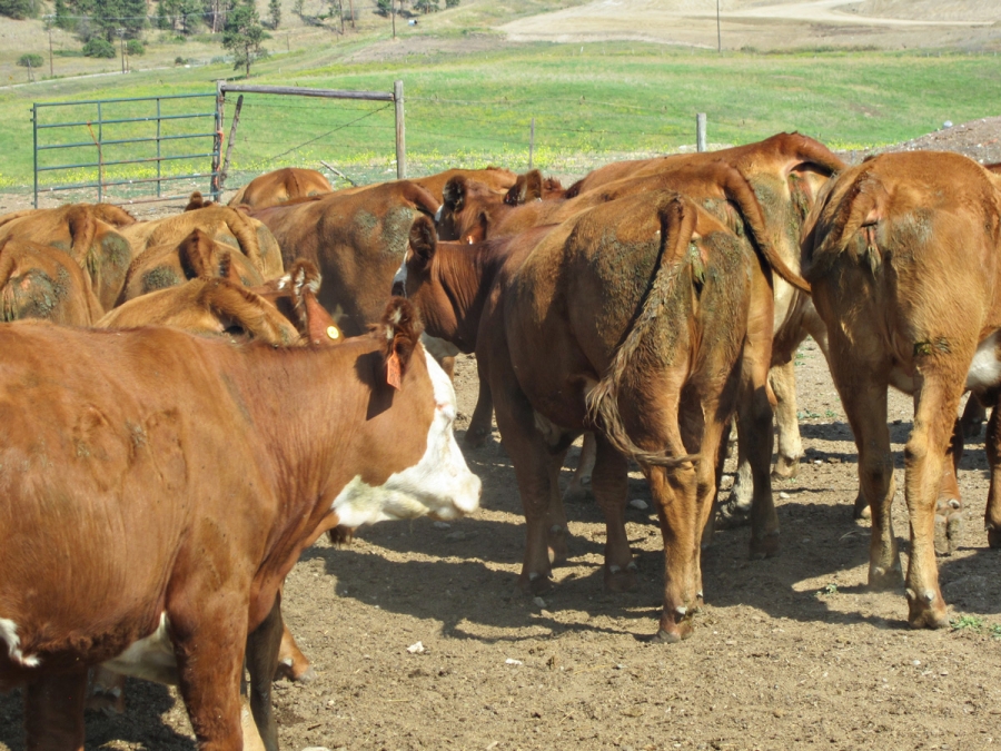 BC Livestock Sale Image