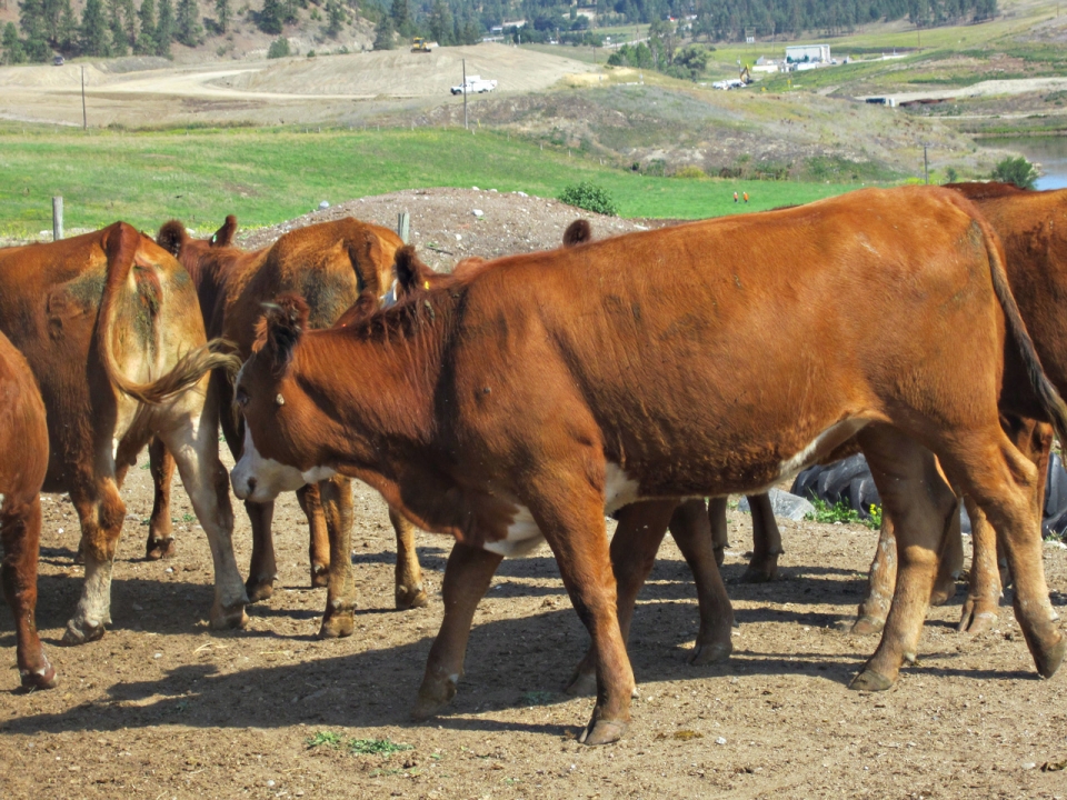 BC Livestock Sale Image