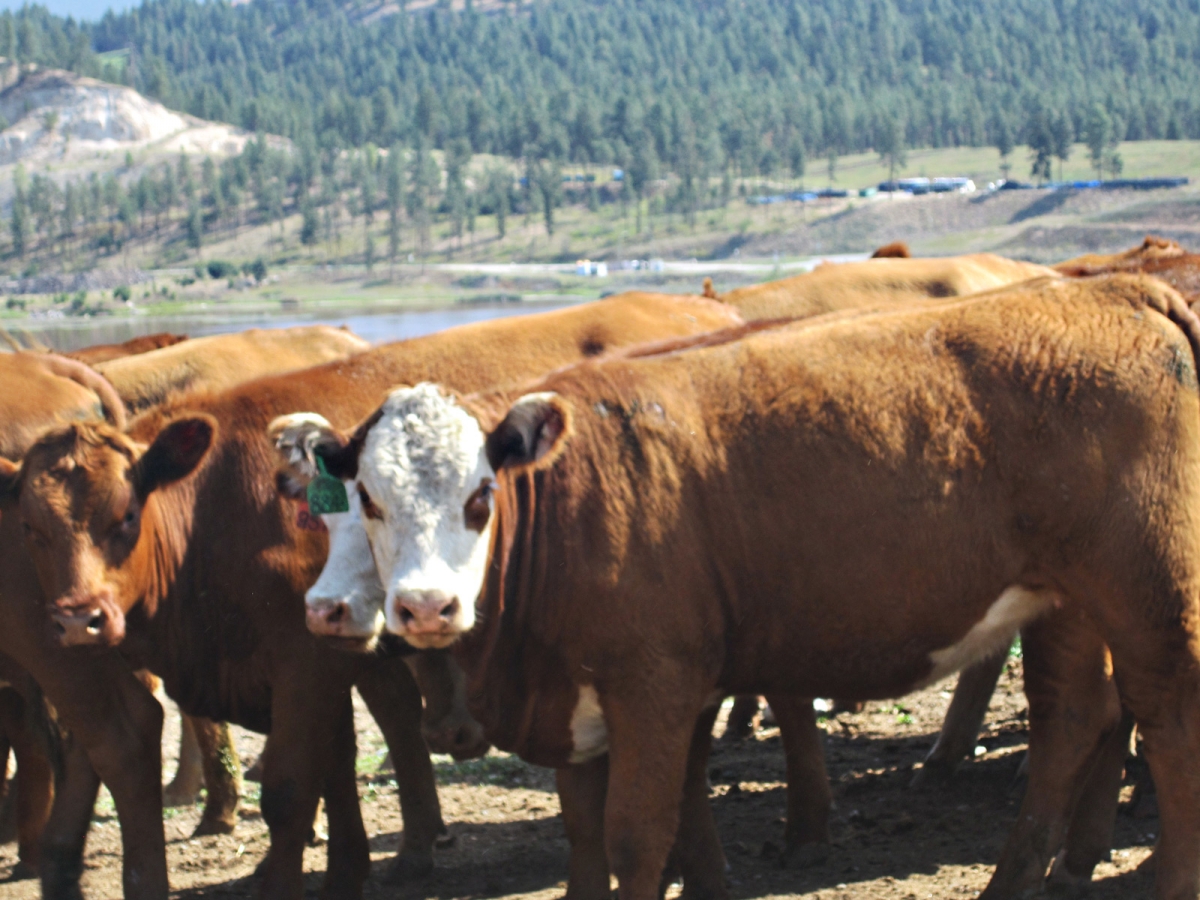 BC Livestock Sale Image