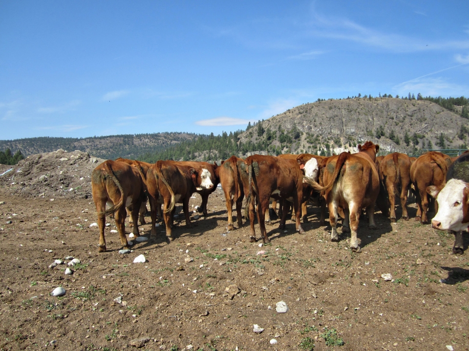 BC Livestock Sale Image
