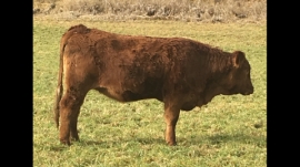 BC Livestock Sale Image