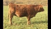 BC Livestock Sale Image