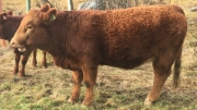 BC Livestock Sale Image
