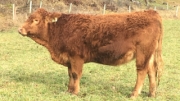 BC Livestock Sale Image