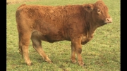 BC Livestock Sale Image