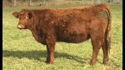 BC Livestock Sale Image