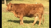 BC Livestock Sale Image