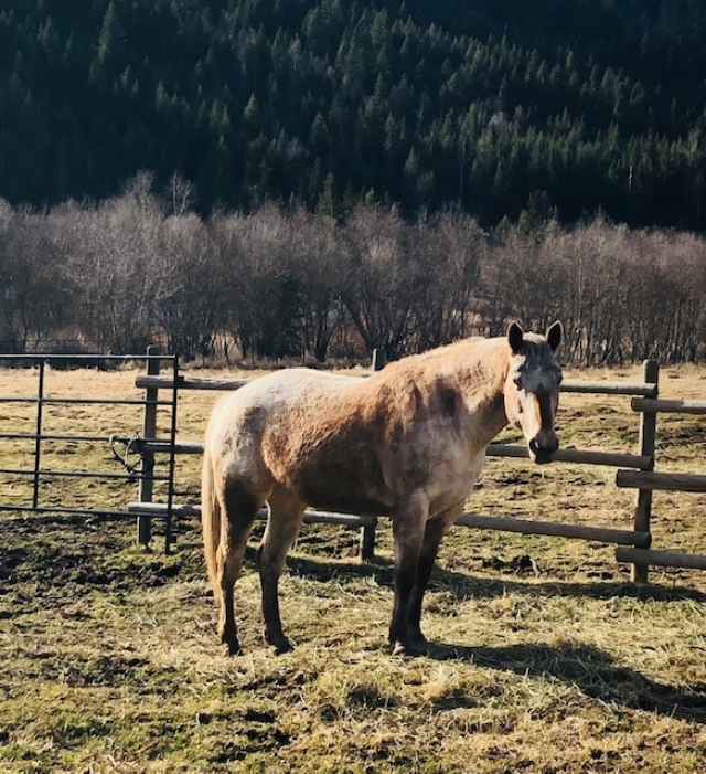 BC Livestock Sale Image