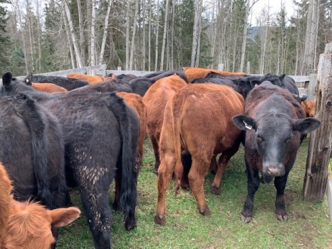 BC Livestock Sale Image