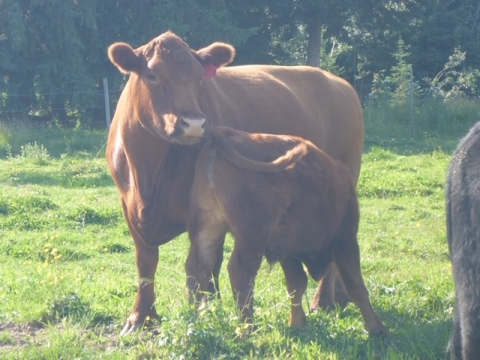 BC Livestock Sale Image