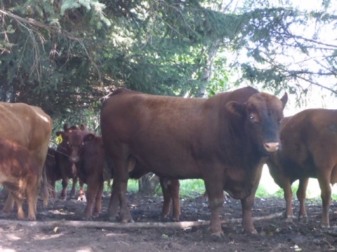 BC Livestock Sale Image