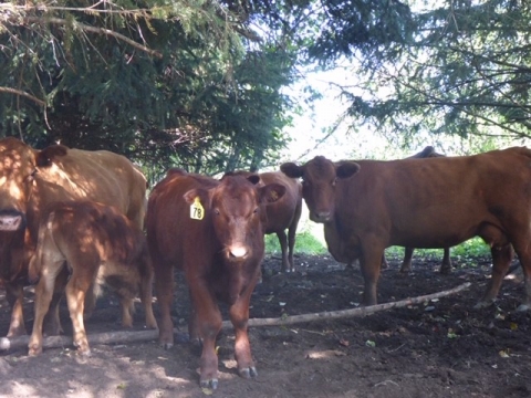 BC Livestock Sale Image