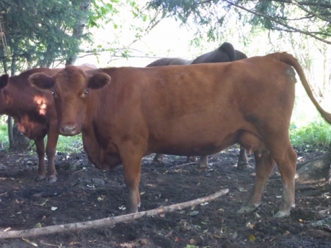 BC Livestock Sale Image