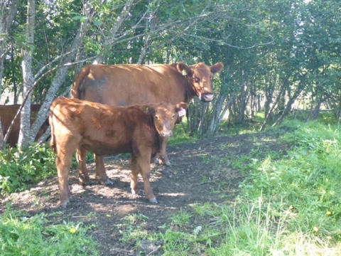 BC Livestock Sale Image