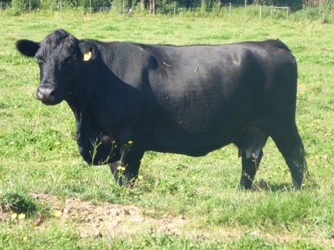 BC Livestock Sale Image