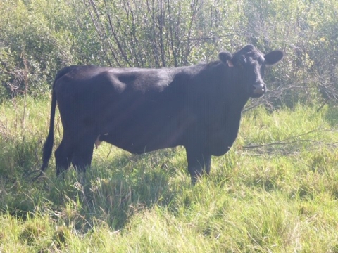 BC Livestock Sale Image