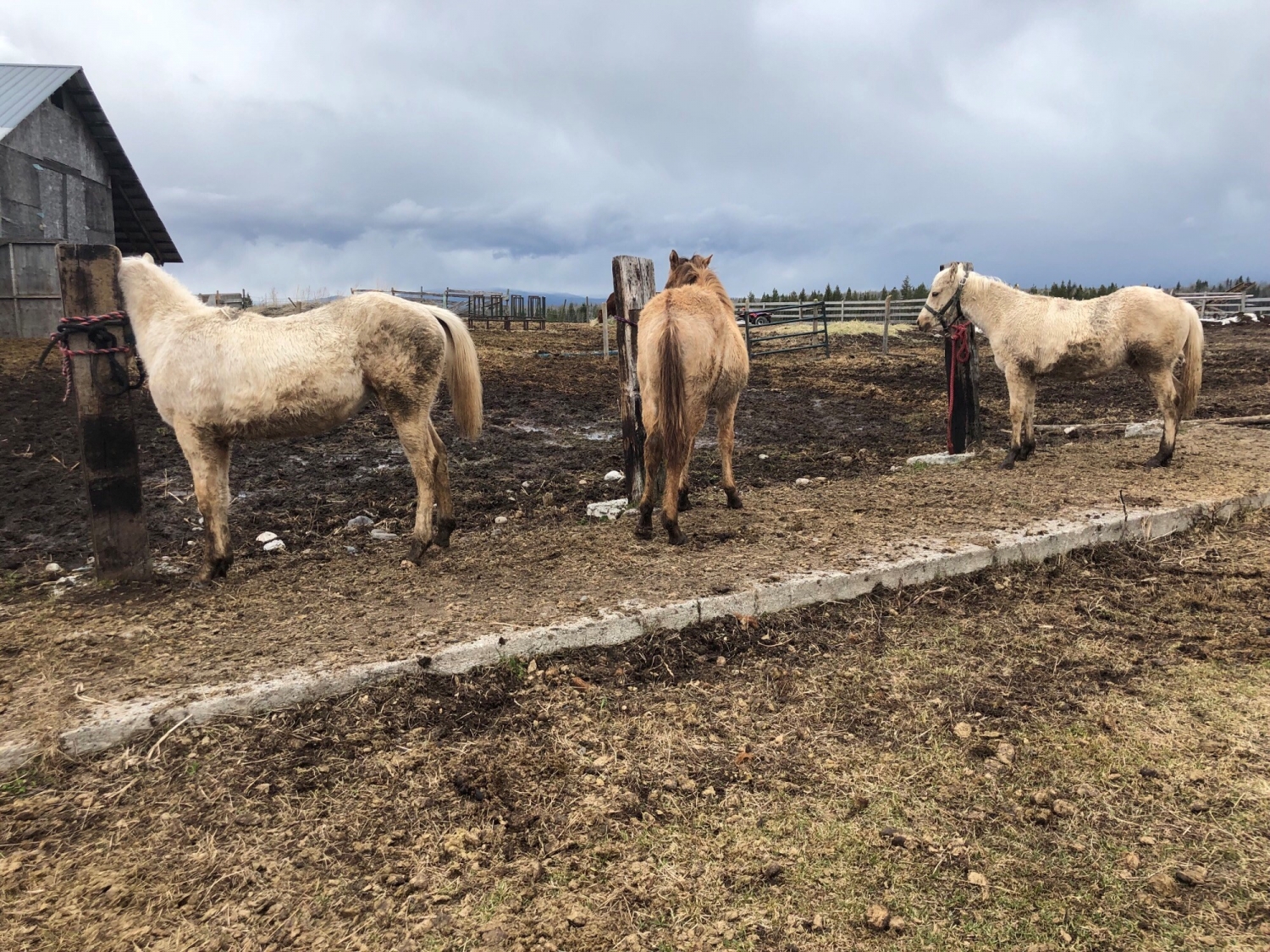 BC Livestock Sale Image
