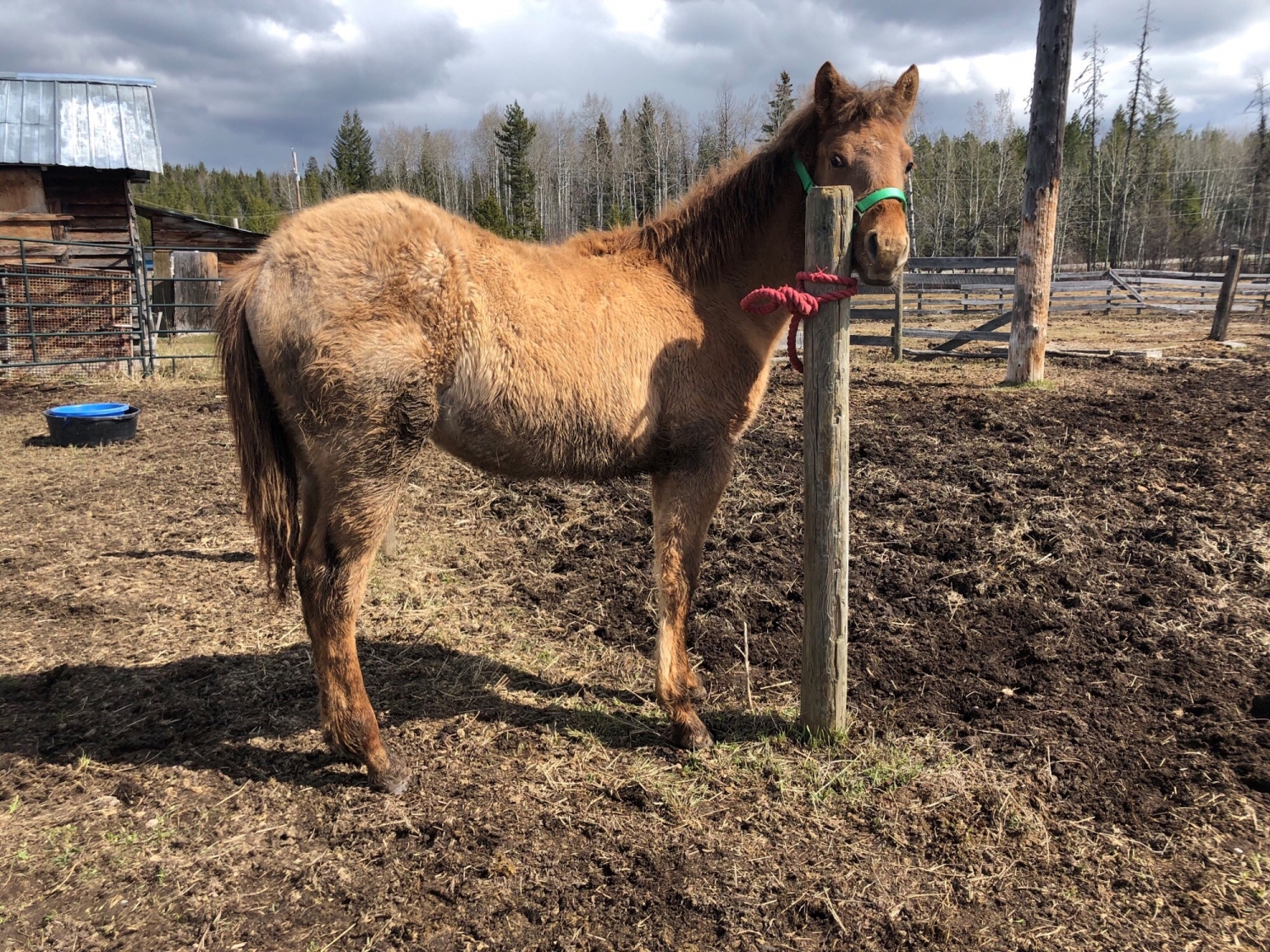 BC Livestock Sale Image