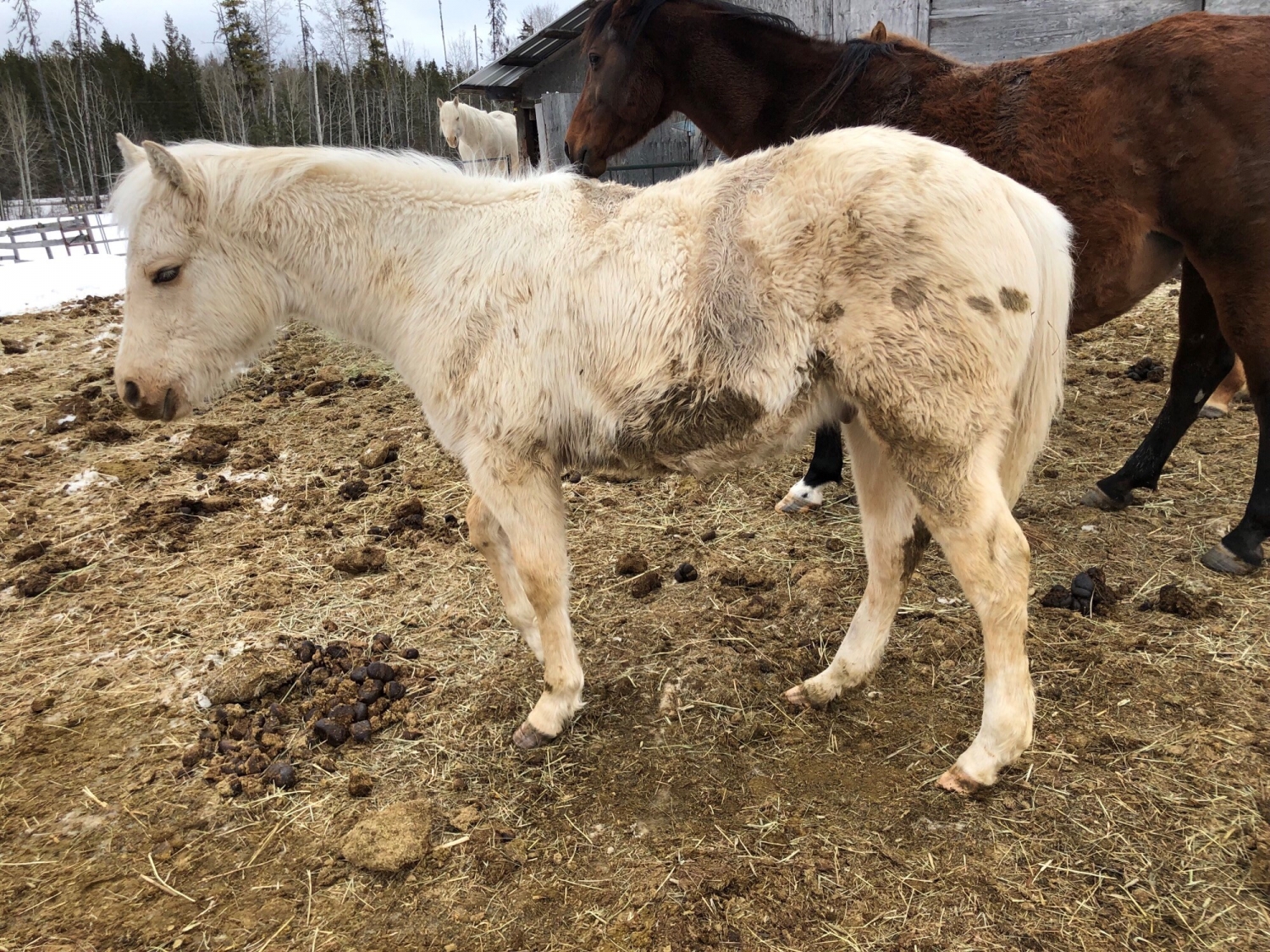 BC Livestock Sale Image