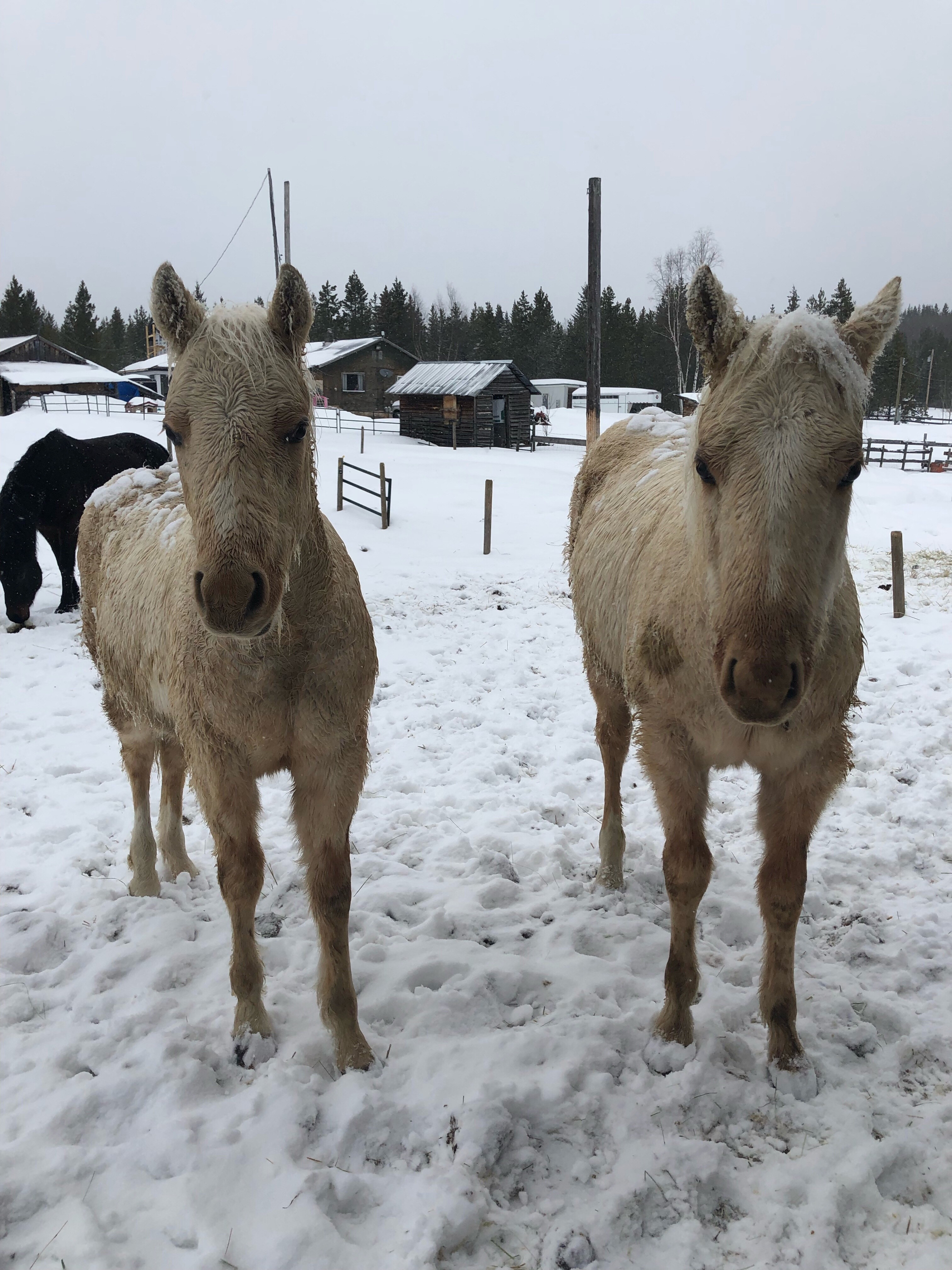 BC Livestock Sale Image