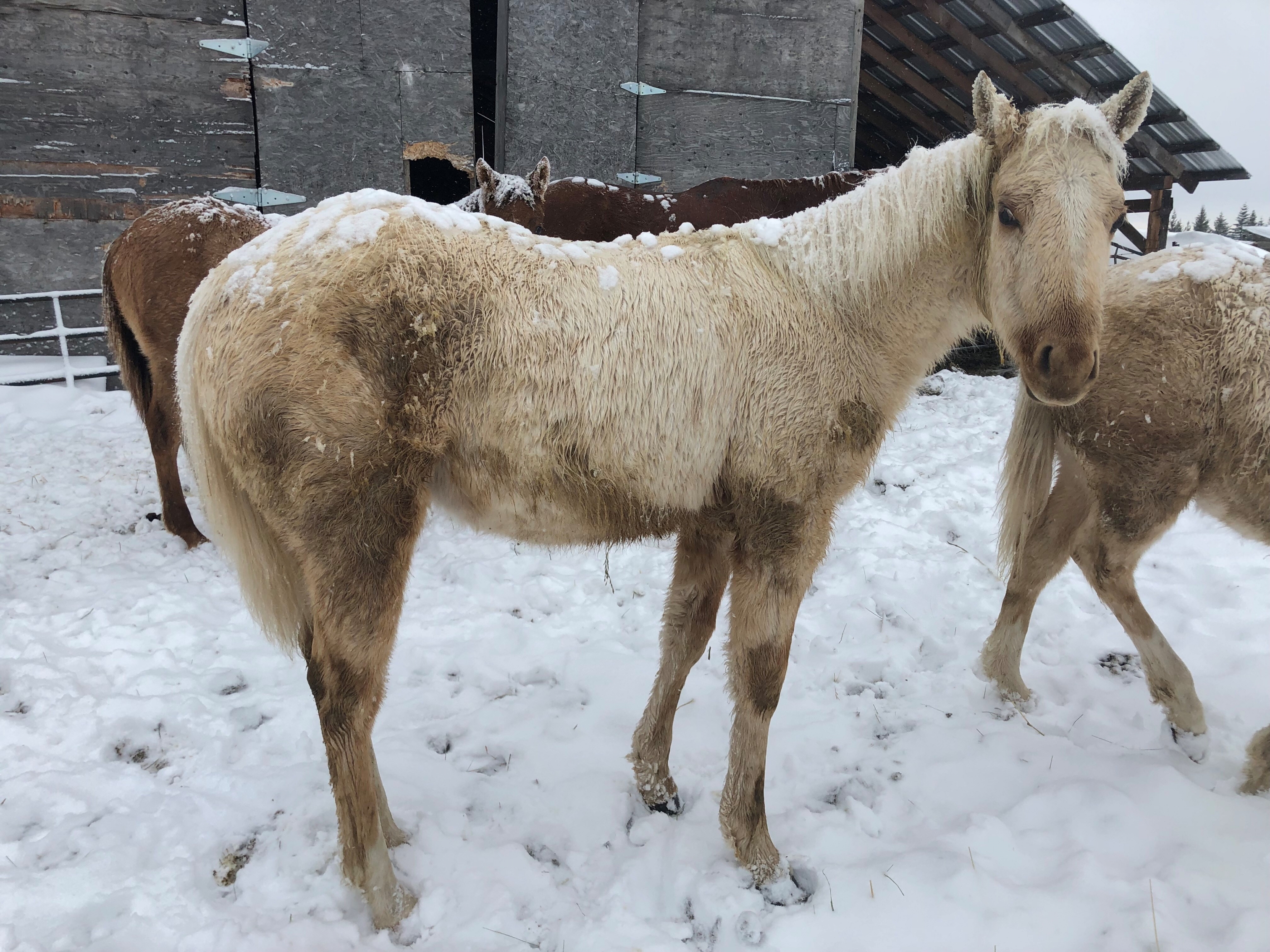 BC Livestock Sale Image