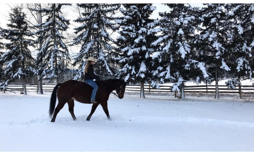 BC Livestock Sale Image