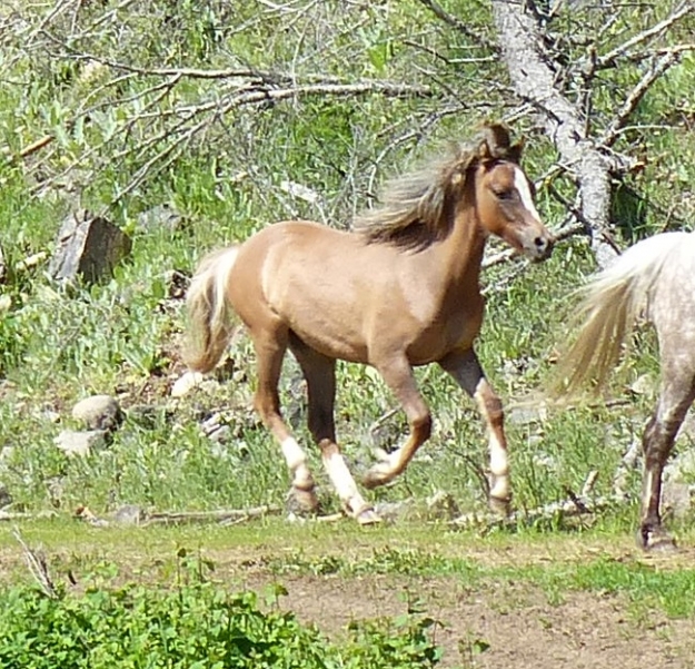 BC Livestock Sale Image
