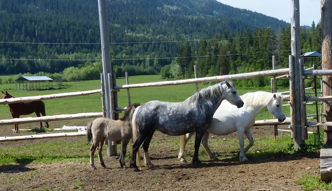 BC Livestock Sale Image