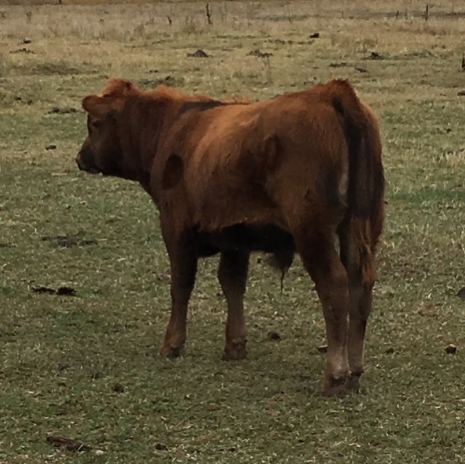 BC Livestock Sale Image