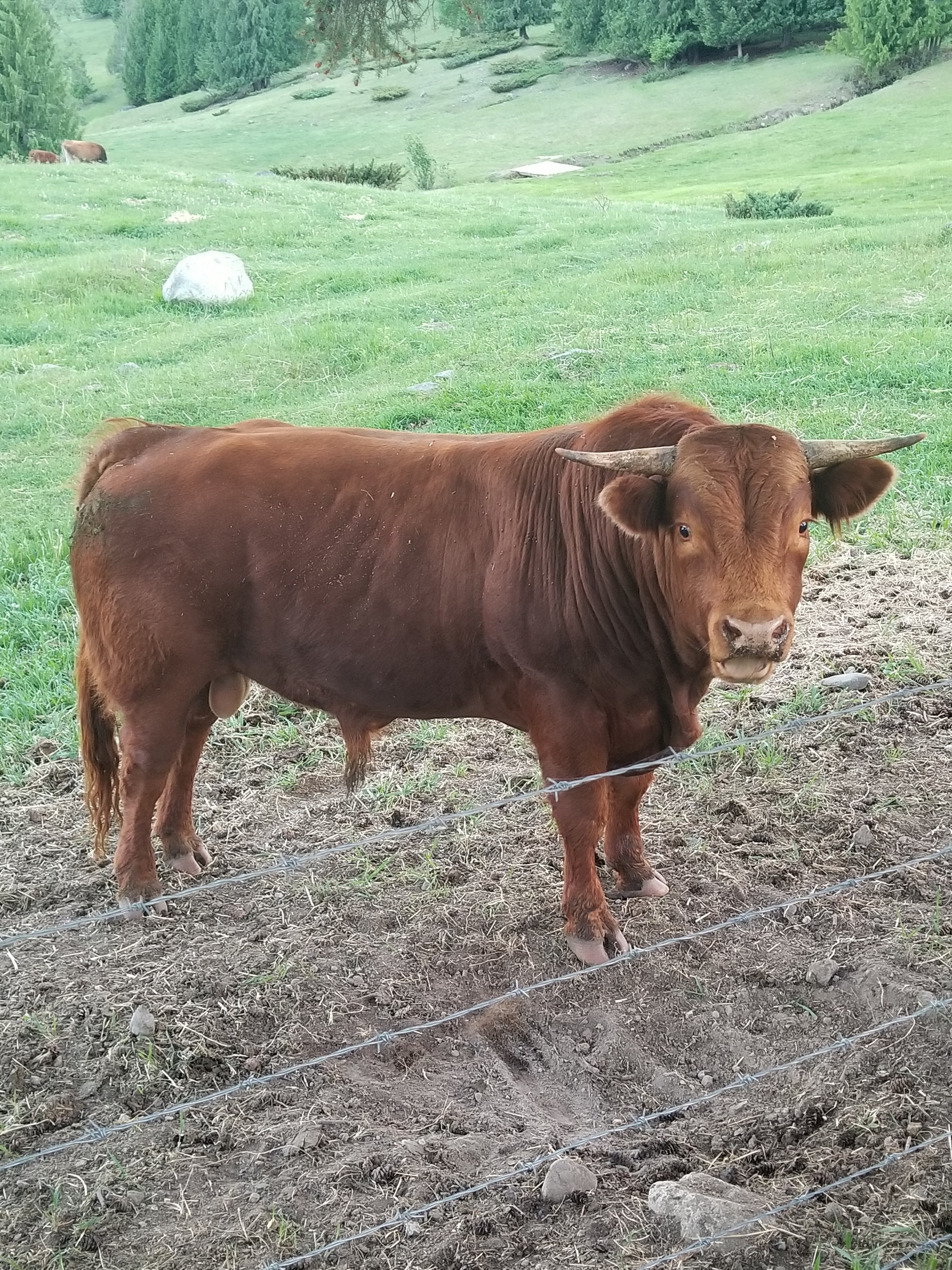 BC Livestock Sale Image