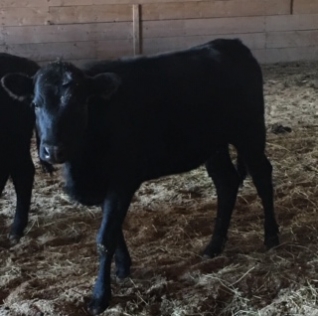 BC Livestock Sale Image