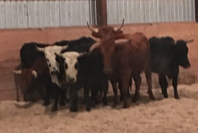 BC Livestock Sale Image