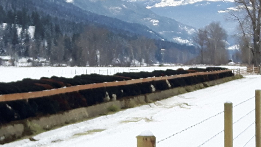 BC Livestock Sale Image