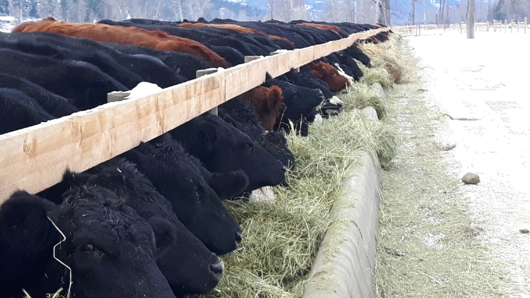 BC Livestock Sale Image