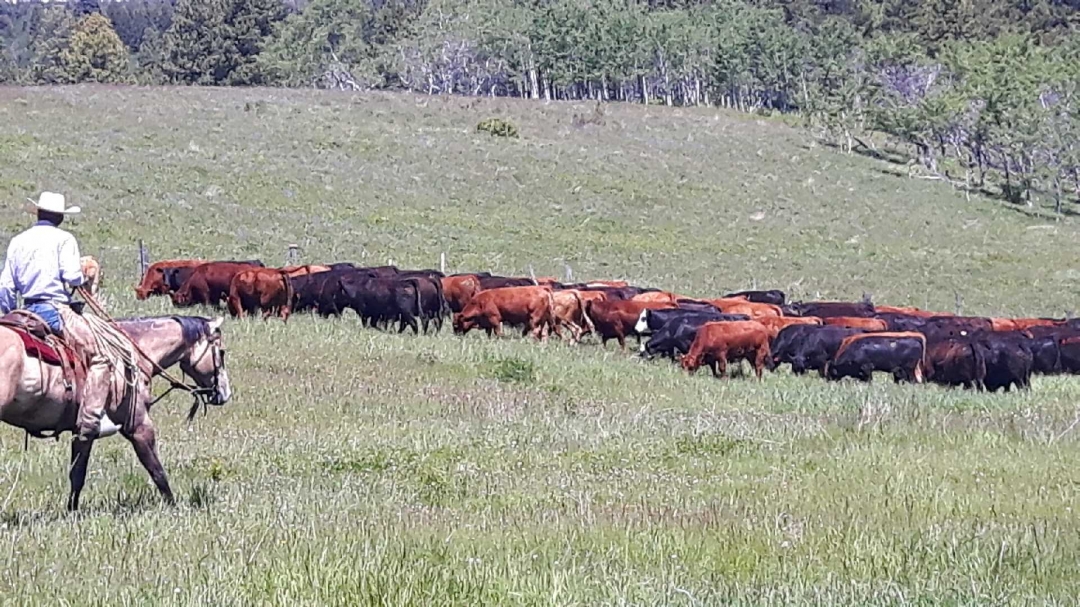 BC Livestock Sale Image