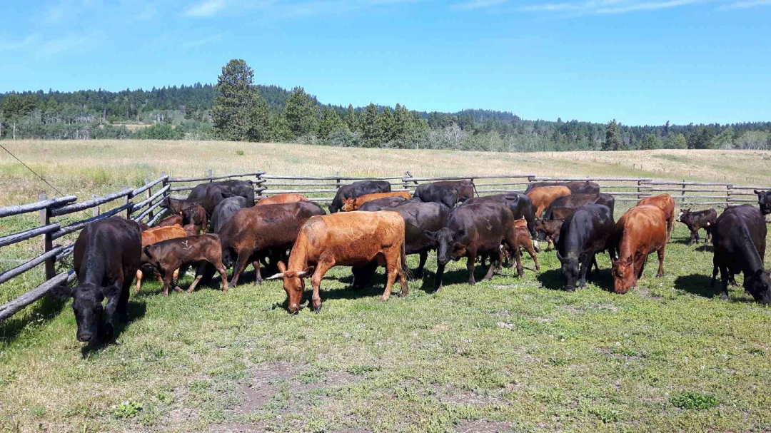 BC Livestock Sale Image