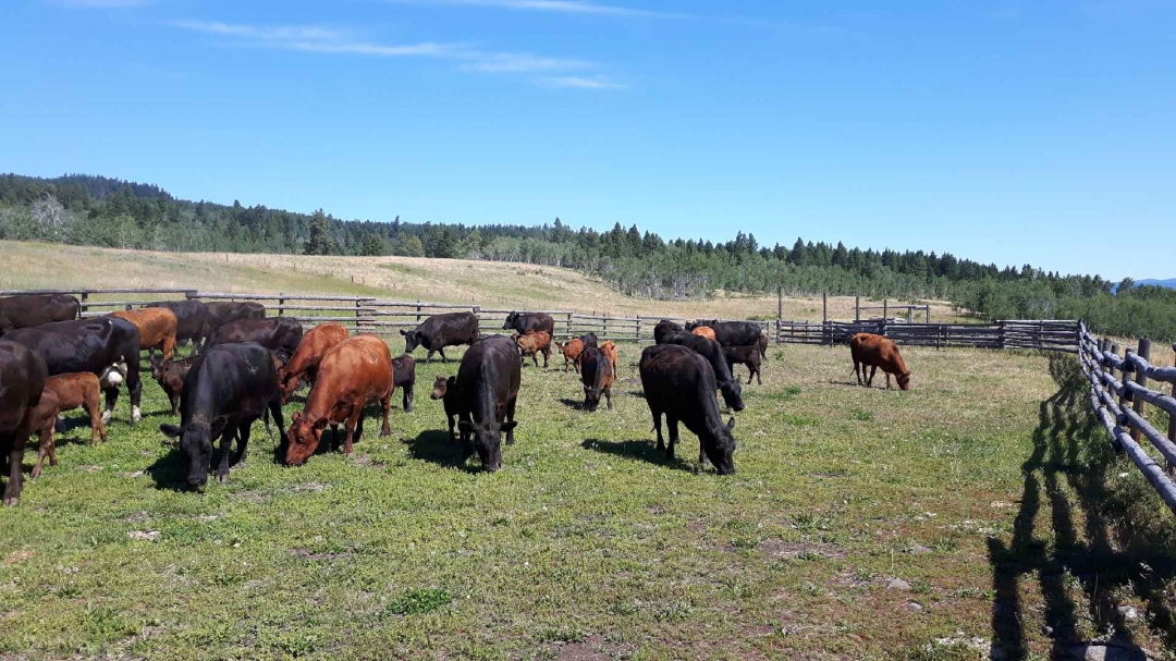 BC Livestock Sale Image