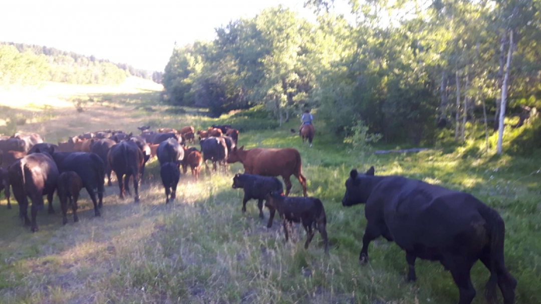 BC Livestock Sale Image