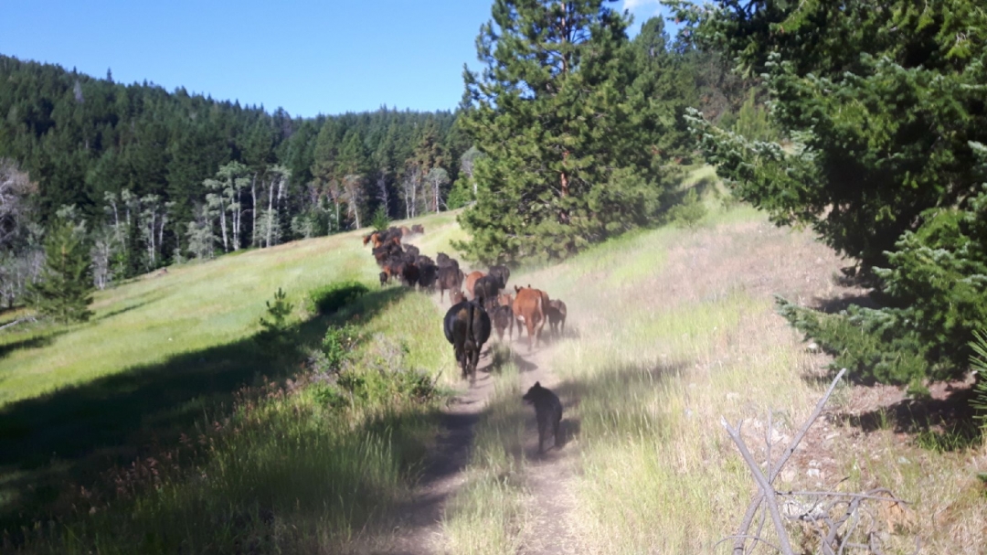 BC Livestock Sale Image