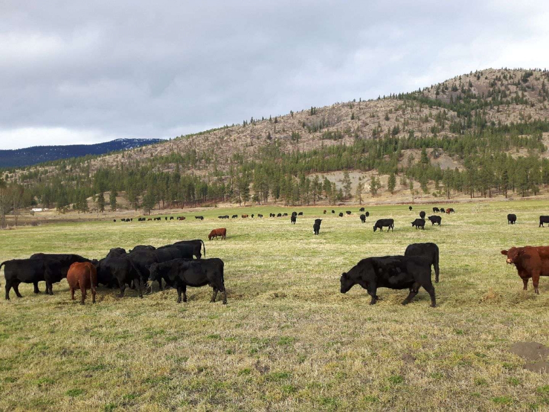 BC Livestock Sale Image