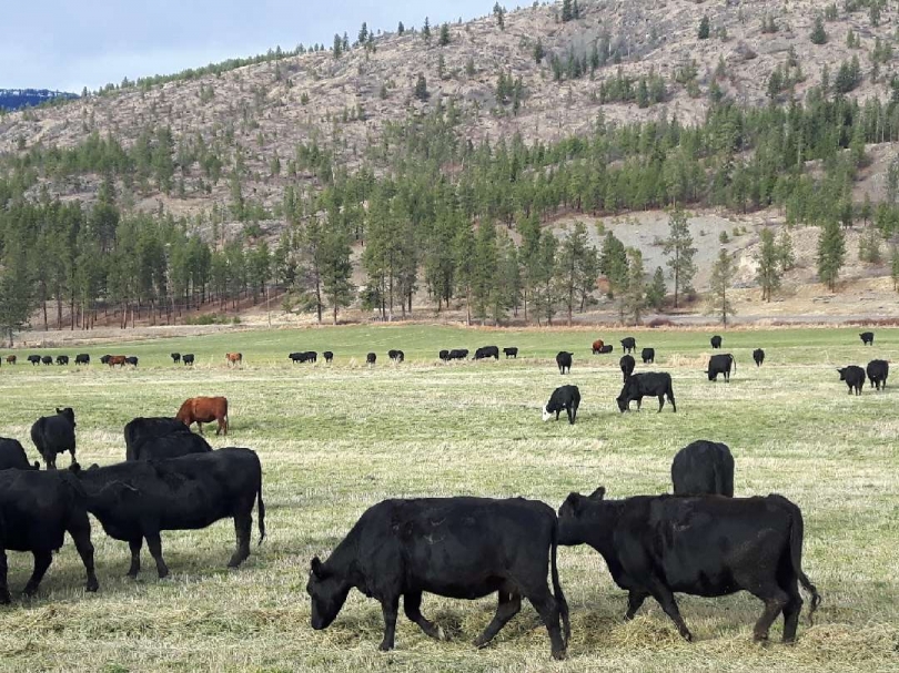 BC Livestock Sale Image