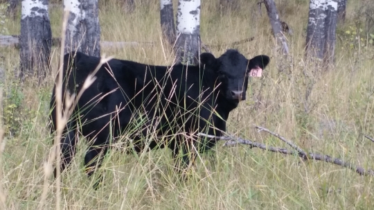 BC Livestock Sale Image
