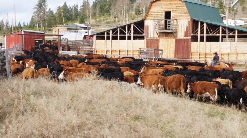 BC Livestock Sale Image