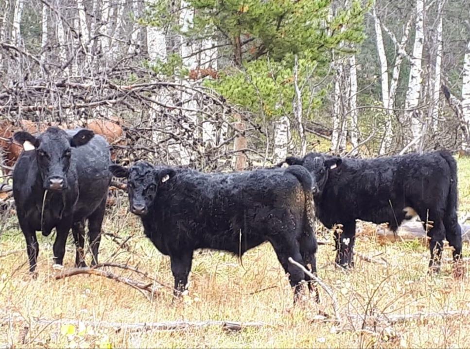 BC Livestock Sale Image